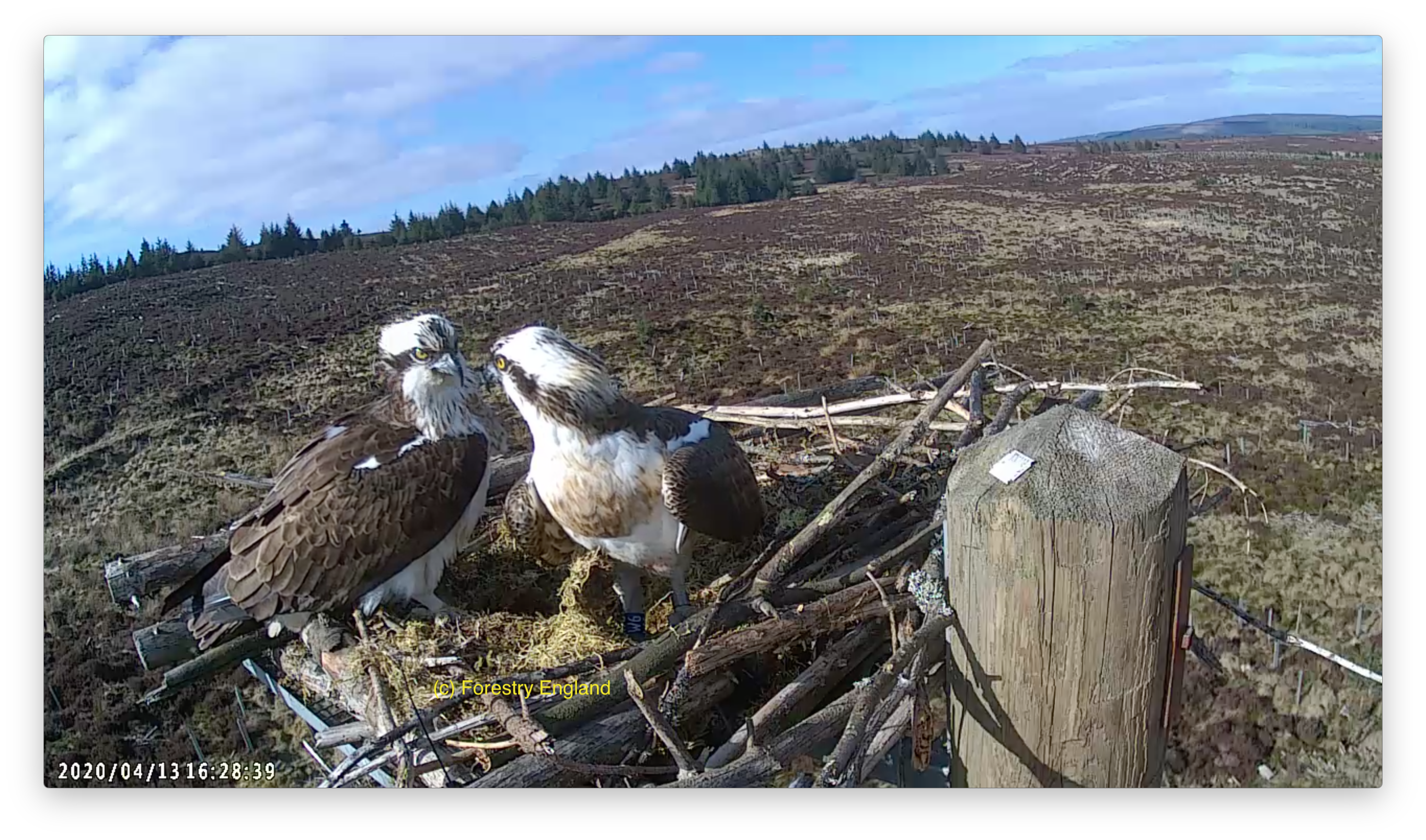 Ospreys return to Kielder Water and Forest Park Forestry England